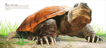 Load image into Gallery viewer, The True and Lucky Life of a Turtle