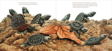 Load image into Gallery viewer, The True and Lucky Life of a Turtle