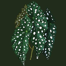Load image into Gallery viewer, Plantopedia