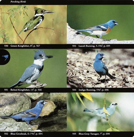 National Audubon Society Field Guide to North American Birds Eastern Region National Audubon Society Field Guide to North American Birds Eastern Region