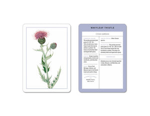 New York Botanical Garden Wildflower Identification Flashcards