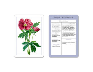 New York Botanical Garden Wildflower Identification Flashcards