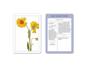 New York Botanical Garden Wildflower Identification Flashcards