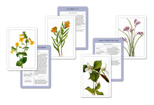 Load image into Gallery viewer, New York Botanical Garden Wildflower Identification Flashcards