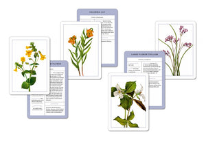 New York Botanical Garden Wildflower Identification Flashcards