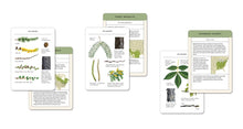 Load image into Gallery viewer, Sibley Tree Identification Flashcards