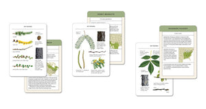 Sibley Tree Identification Flashcards