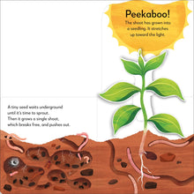 Load image into Gallery viewer, Pop-Up Peekaboo! Tree