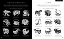 Load image into Gallery viewer, Illumipedia