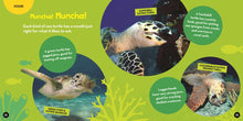 Load image into Gallery viewer, Go Wild! Sea Turtles