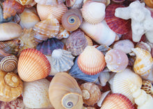 Load image into Gallery viewer, All the Shells Jigsaw Puzzle (1000 pieces)