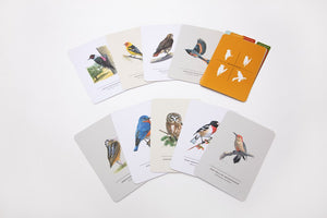 Sibley Birds of Land, Sea, and Sky Postcards