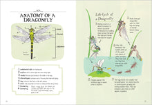 Load image into Gallery viewer, Insect Anatomy: The Curious World of Bees, Beetles, Butterflies, and Bugs