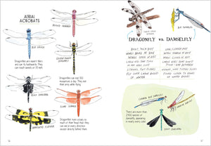 Insect Anatomy: The Curious World of Bees, Beetles, Butterflies, and Bugs