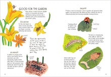 Load image into Gallery viewer, Insect Anatomy: The Curious World of Bees, Beetles, Butterflies, and Bugs