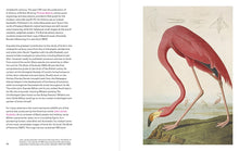 Load image into Gallery viewer, Birds