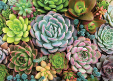 Load image into Gallery viewer, Succulent Garden Jigsaw Puzzle (1000 pieces)