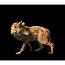 Load image into Gallery viewer, The Photo Ark Vanishing: The World&#39;s Most Vulnerable Animals