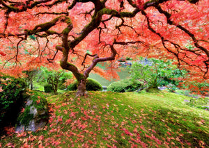 Japanese Maple Tree Jigsaw Puzzle (1000 pieces)