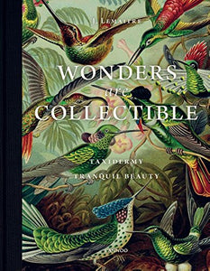 Wonders Are Collectible: Taxidermy: The Beauty of Beetles, Bugs and Butterflies