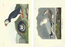 Load image into Gallery viewer, The Birds of America