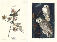 Load image into Gallery viewer, The Birds of America