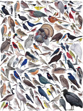 Load image into Gallery viewer, Birds of Eastern/Central North America  (1000 pieces)