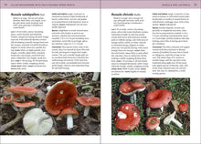 Load image into Gallery viewer, Mushrooms of the Northeastern United States and Eastern Canada