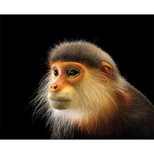 Load image into Gallery viewer, The Photo Ark Vanishing: The World&#39;s Most Vulnerable Animals