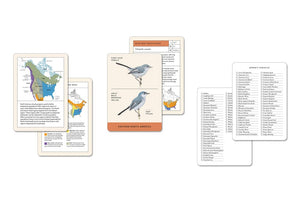 Sibley Backyard Birding Flashcards