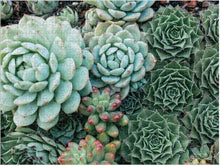 Load image into Gallery viewer, Succulent Garden 2-Sided Puzzle (500 pieces)