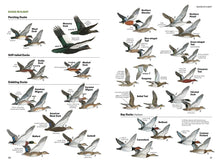 Load image into Gallery viewer, National Geographic Field Guide to the Birds of North America