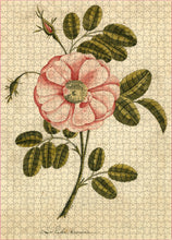 Load image into Gallery viewer, Garden Rose Puzzle (1000 pieces)