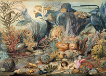 Load image into Gallery viewer, Ocean Life Jigsaw Puzzle (1000 pieces)