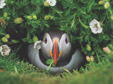 Load image into Gallery viewer, Puffin Chick Puzzle (1000 pieces)