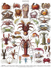Load image into Gallery viewer, Crustaceans Jigsaw Puzzle (500 pieces)